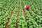 Asian farmers were growing tobacco in a converted tobacco growing in the country, thailand