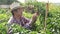 Asian farmers work on modern farming, growing organic vegetables on rooftops in urban buildings.