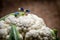 Asian farmers working in cauliflower field. Macro photo