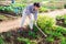 Asian female amateur gardener weeding scallions in kitchen garden