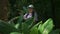 Asian female botanist is observing and taking note the characteristics of green plants that growing in tropical rainforest.