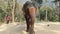 Asian female elephant in open space
