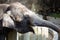 Asian female elephants beg for food at a zoo in Liaoning, China