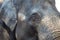 Asian female elephants beg for food at a zoo in Liaoning, China