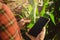 Asian female farmer with smartphone inspects corn leaves in a field for insect pests. Many pests and diseases are detrimental to