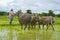Asian female farmer taking care of water buffalos