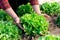 Asian female gardener`s hand caring for vegetable salads Green Oak in the vegetable farm. Organic vegetables