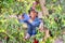 Asian female orchard owner harvestin ripe red plums