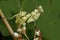 Asian Flower Mantis