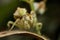 Asian Flower Mantis