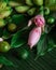 Asian  food ingredients, Bunga Kantan known as Torch Ginger flower with scientific name Etlingera herb on banana leaf background