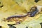 An Asian forest scorpion is ready to prey on a centipede (Scolopendra morsitans) in a pile of dry leaves.