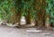 Asian garden, walking path made of big stones and diverse bamboo plants