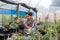 Asian gardener is checking the root system of succulent plant while working inside his greenhouse full of collecting plant for