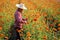 Asian gardener is cutting orange marigold flowers using secateurs for cut flower business for dead heading, cultivation