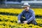 Asian gardener is cutting yellow marigold flower using secateurs for cut flower business for dead heading, cultivation and harvest