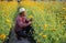 Asian gardener is cutting yellow marigold flowers using secateurs for cut flower business for dead heading, cultivation