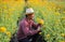Asian gardener is cutting yellow marigold flowers using secateurs for cut flower business for dead heading, cultivation and
