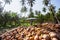 Asian gardener peeling coconut husk