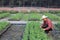 Asian gardener is weeding the flower bed for cut flower business for dead heading, cultivation and harvest