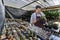 Asian gardener is working inside the greenhouse full of cactus plants collection while propagating by flower pollination for seed