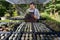 Asian gardener is working inside the greenhouse full of cactus plants collection while propagating by flower pollination for seed