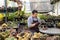 Asian gardener is working inside the greenhouse full of succulent plants collection while propagating by leaf cutting method for