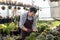 Asian gardener is working inside the greenhouse full of succulent plants collection while propagating by leaf cutting method for