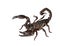 Asian giant forest scorpion (Heterometrus laoticus