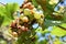 Asian giant hornet sitting between big white grapes