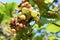 Asian giant hornet sitting between big white grapes, drinking fermented juice