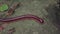 Asian Giant Millipede, Asian Red Millipede crawling on dry leaves ground at tropical rainforest jungle. Class Myriapoda