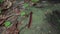 Asian Giant Millipede or Asian Red Millipede crawling on the dry leaves ground at the tropical rainforest jungle. Class Myriapoda