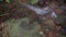 Asian Giant Millipede or Asian Red Millipede crawling on the dry leaves mossy rock at creek in the tropical rainforest jungle