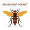 Asian giant Murder Hornet insect