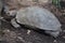 Asian giant tortoise Manouria emys