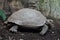 Asian giant tortoise Manouria emys