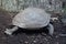 Asian giant tortoise Manouria emys