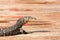 Asian giant water monitor goanna varan close up portrait