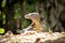 Asian giant water monitor goanna varan close up portrait