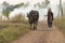 Asian girl in the countryside, walking back home with her Buffalo