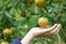 Asian girl hand is harvesting orange from the orange garden in a new sweet pine plantation on a high altitude. as background Healt