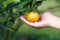 Asian girl hand is harvesting orange from the orange garden in a new sweet pine plantation on a high altitude. as background Healt