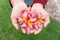 asian girl hands hold some frangipani flower