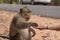 Asian Girl's Hand Feeding a Monkey Peanuts