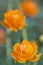 Asian globeflower close up