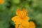 Asian globeflower, Trollius asiaticus