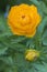 Asian globeflower (Trollius asiaticus) close up