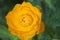 Asian globeflower (Trollius asiaticus) close up