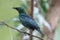 Asian glossy starling   Aplonis panayensis